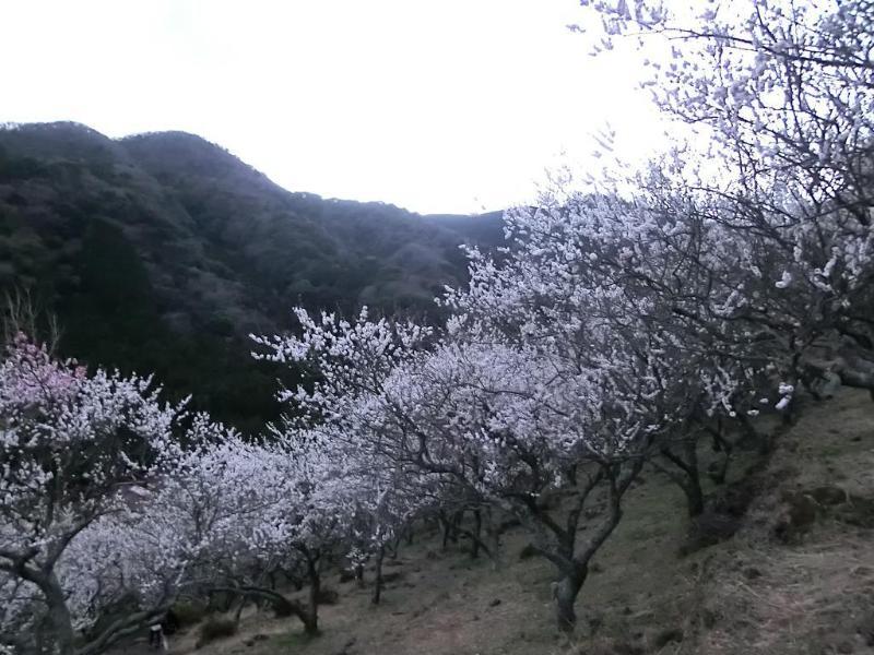 Yugawara Onsen Kawasegien Isuzu Hotel Атами Экстерьер фото